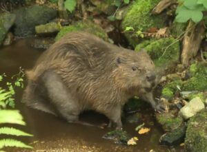 Sigourney Beaver, first beaver of Bodmin Moor