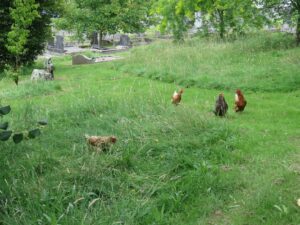 Chickens at Truro Public Cemetery