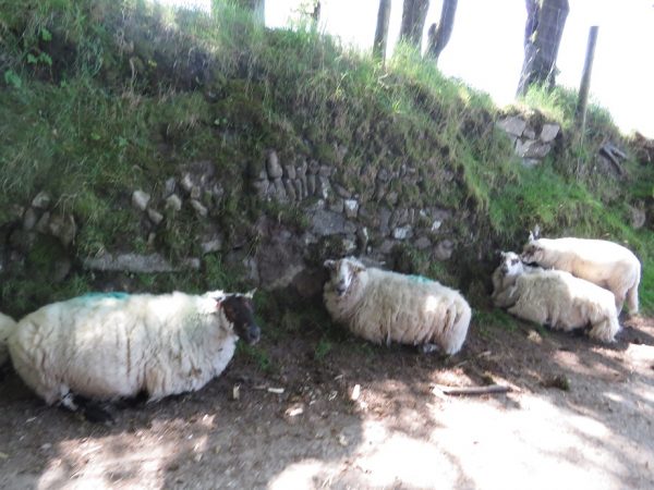 Cornish Stone Hedges