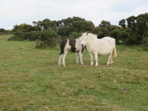 Ponies on Minions Moor