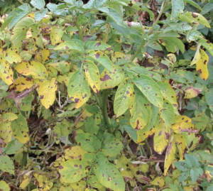 Early signs of Potato Blight