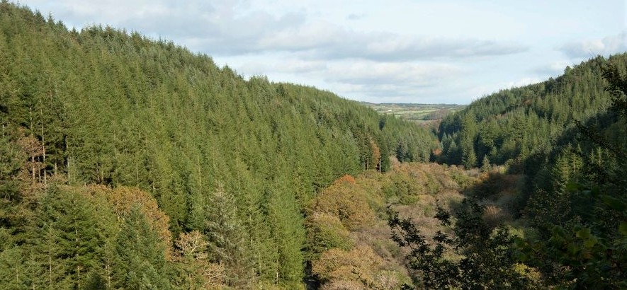 Cardinham Woods - Forest for Cornwall