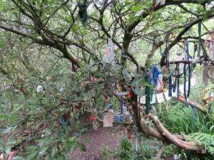 Cloutie Tree at Madron Holy Well