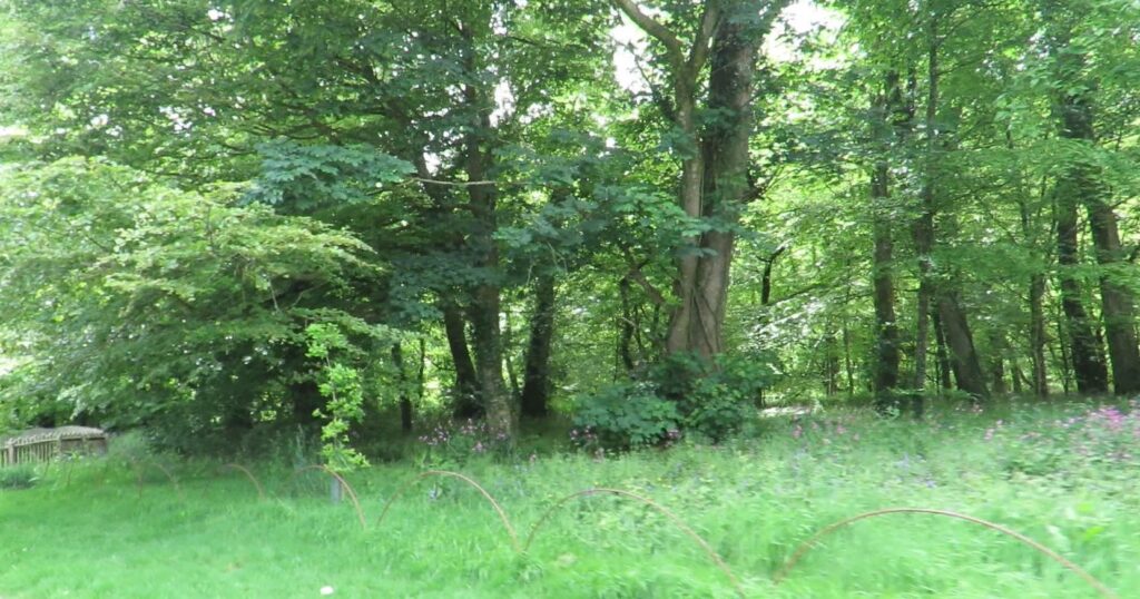 Lanhyrock estate woodlands