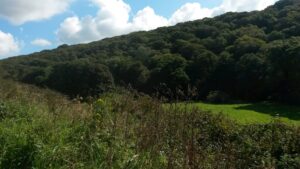 Levethan Wood (Woodland Trust) Blisland