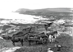 Collecting kelp Widmouth Bay, St Merryn (Royal Cornwall Museum)