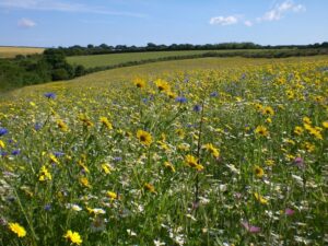 Cornish Meadow with wild flowers
