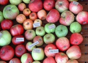 Some Cornish apple varieties
