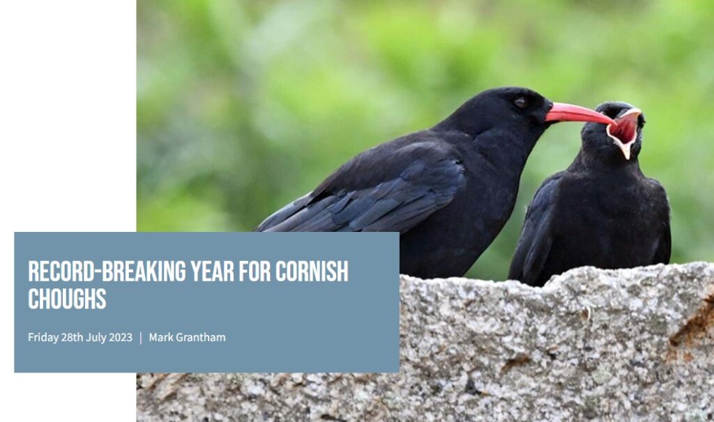 Record breaking year for Cornish Chough's
