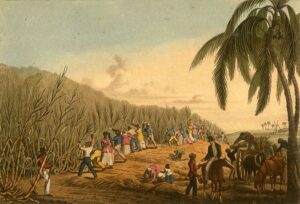 Cutting the sugar-cane (18th century plantation )