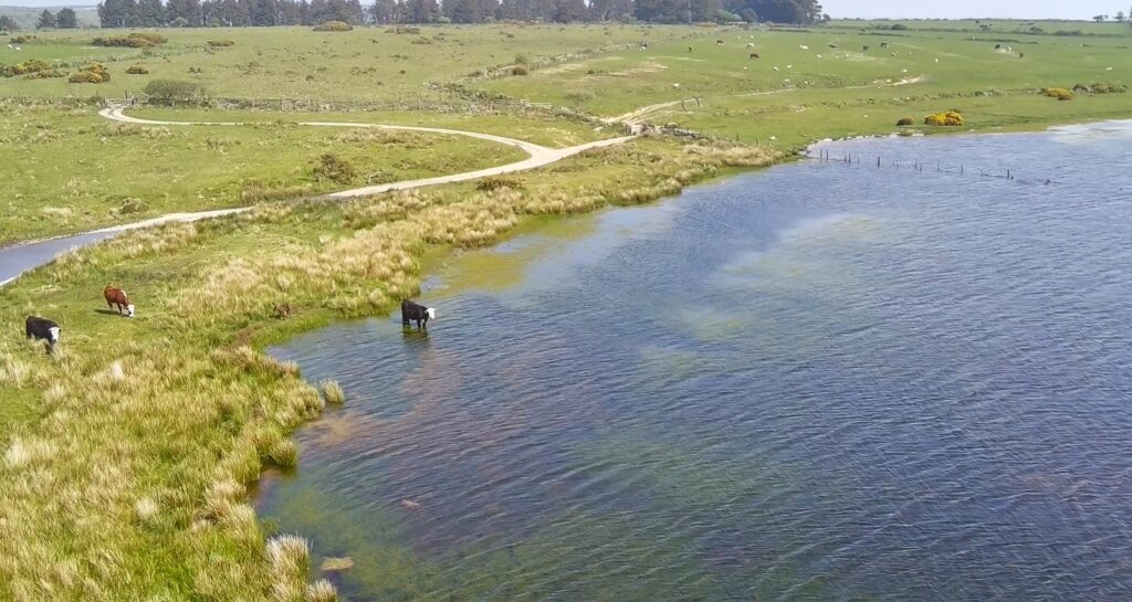 Peace and quiet at Dozmary Pool with roaming cattle for company