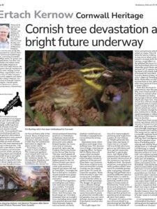 Cornish tree devastation a bright future underway
