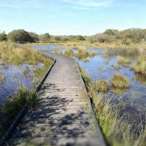 A walkway across the Goss Moor marshland