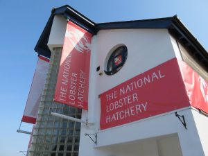 The National Lobster Hatchery